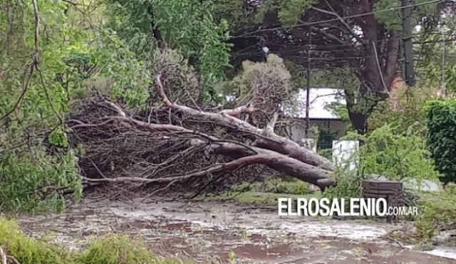 pehuenco_temporal